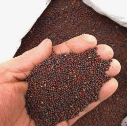 265 Orange Begonia Seeds